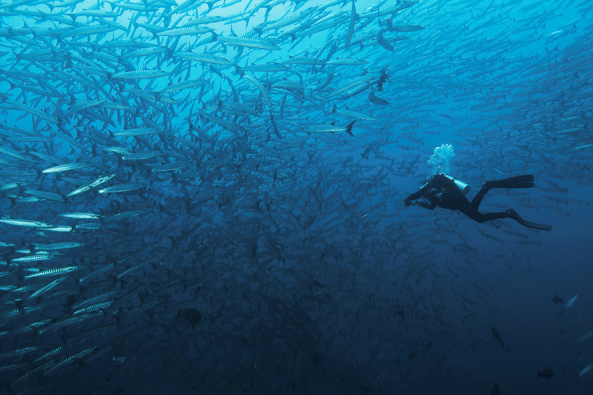 canvas-print-in-a-fishschool-of-barracudas-x