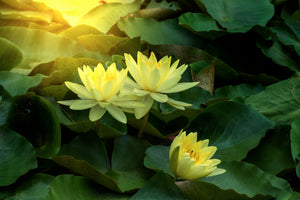 aluminium-print-wild-lotus
