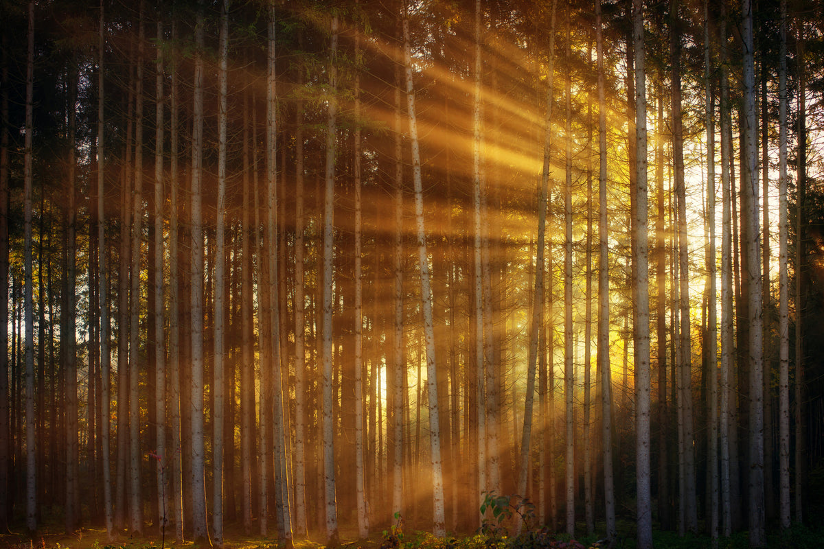 canvas-print-trees-in-sunbeams