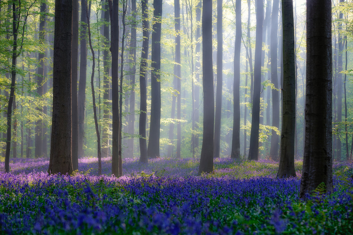 framedcanvas-print-bluebells