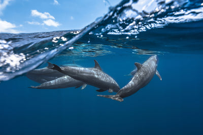 poster-print-dolphins
