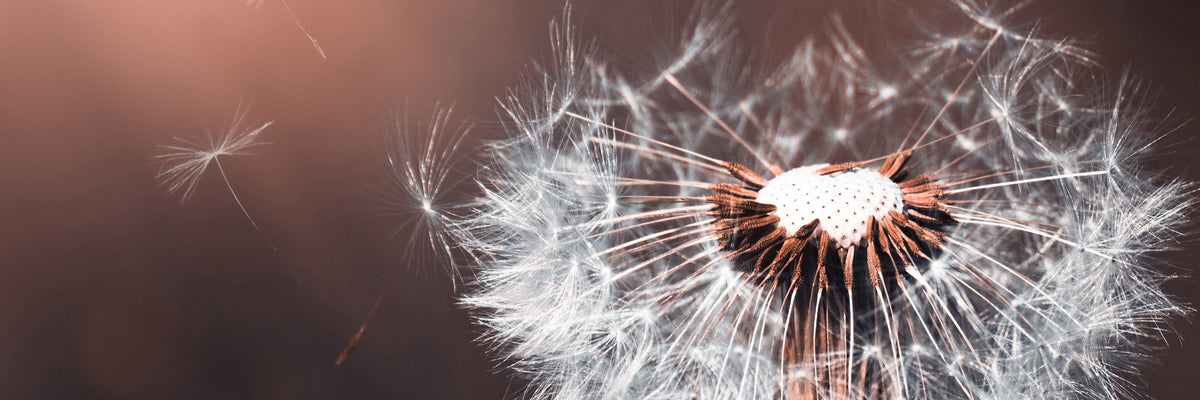 panoramic-acrylic-print-dandelion-in-the-evening-light-panorama