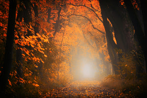3-piece-acrylic-print-autumn-light-in-the-forest