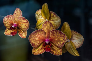 poster-print-orchidaceae