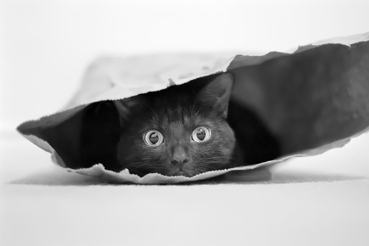 framedposter-print-cat-in-a-bag-x