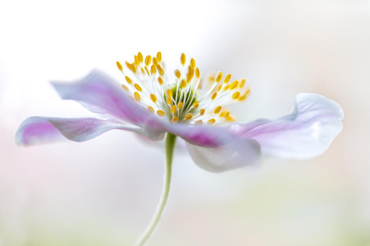 3-piece-aluminium-print-wood-anemone