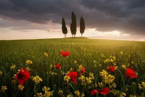 acrylic-print-blooming-tuscany-x