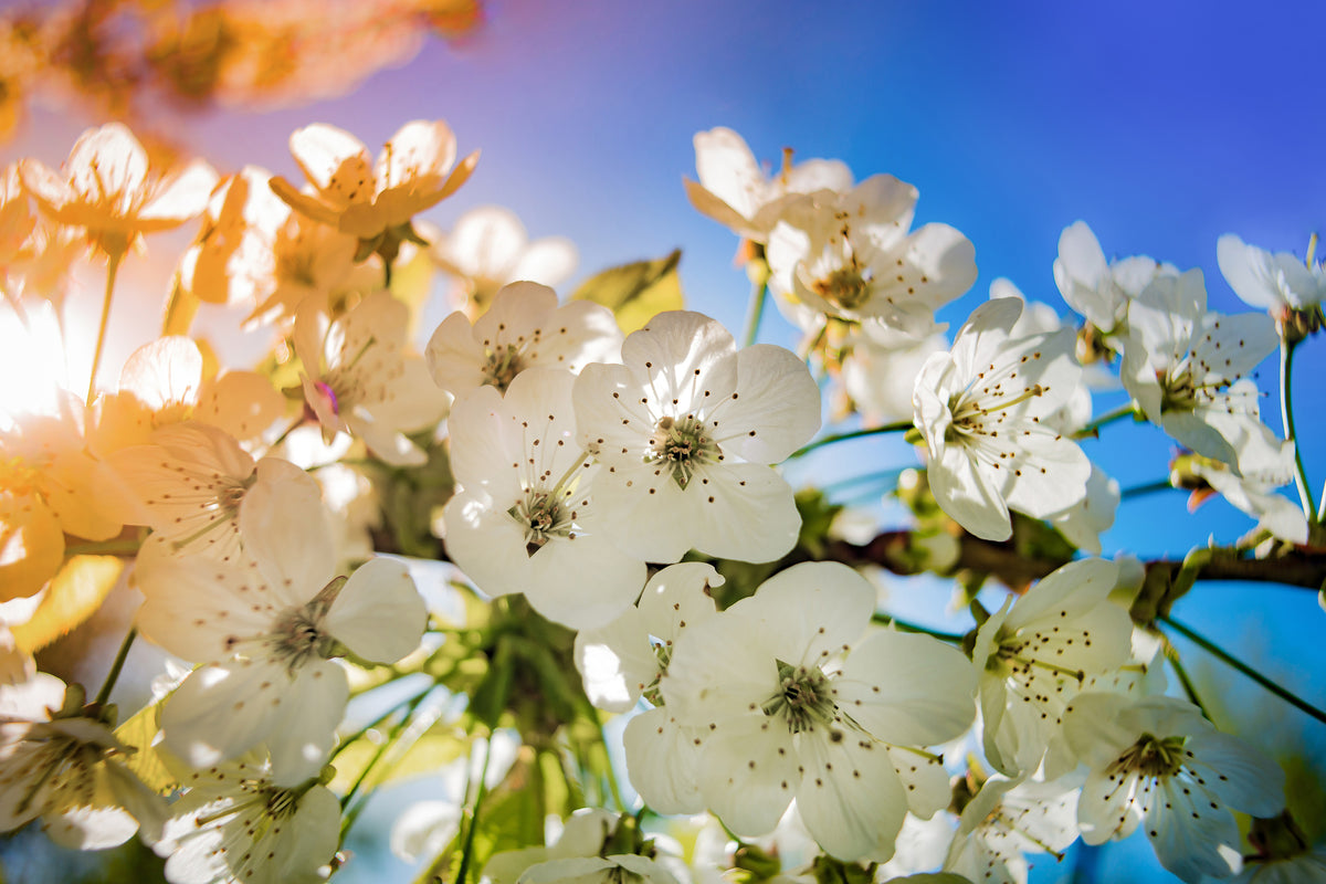 3-piece-canvas-print-the-apple-tree-blossom