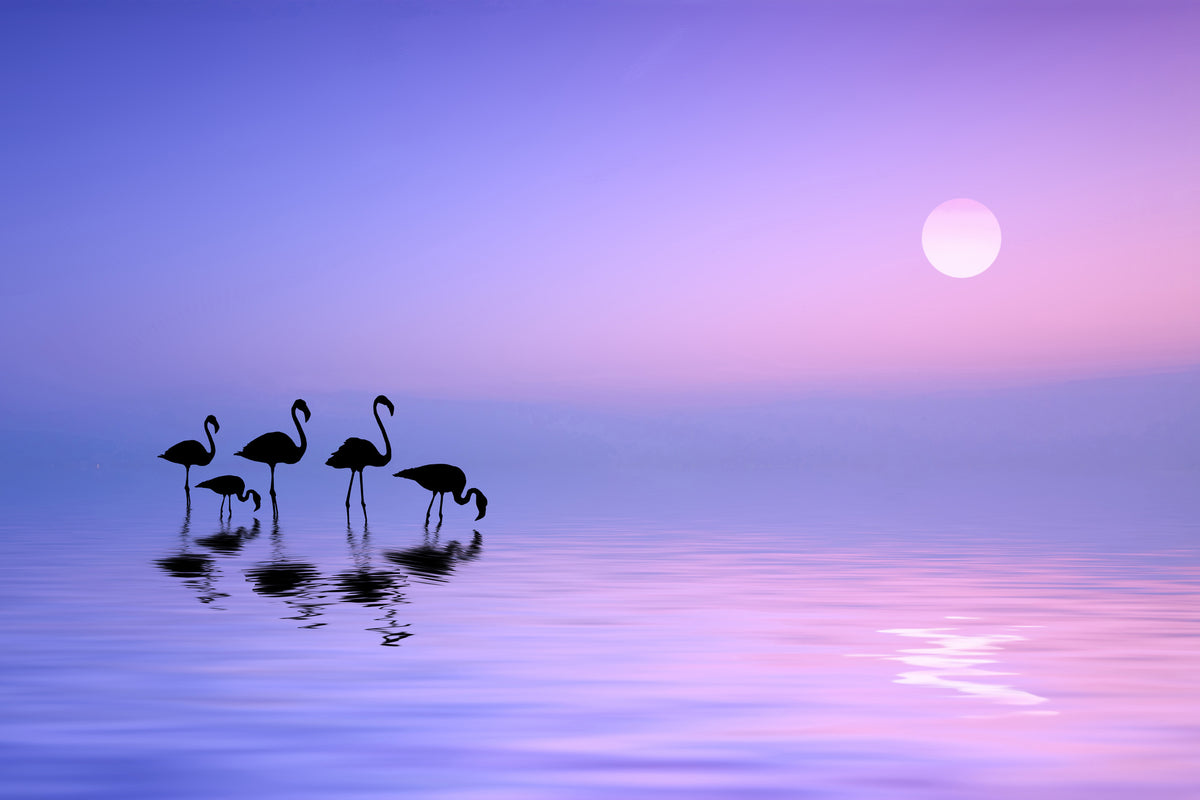 framedcanvas-print-morning-flamingo-x