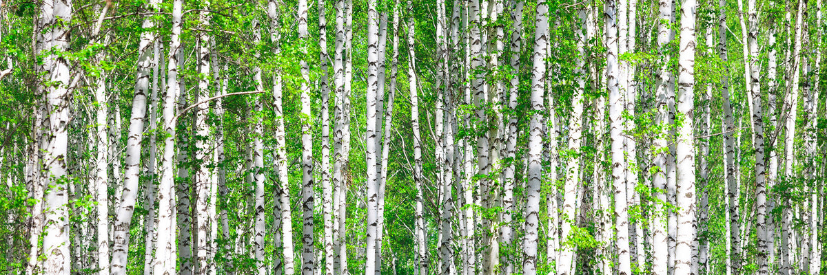 panoramic-poster-print-the-birch-forest-panorama
