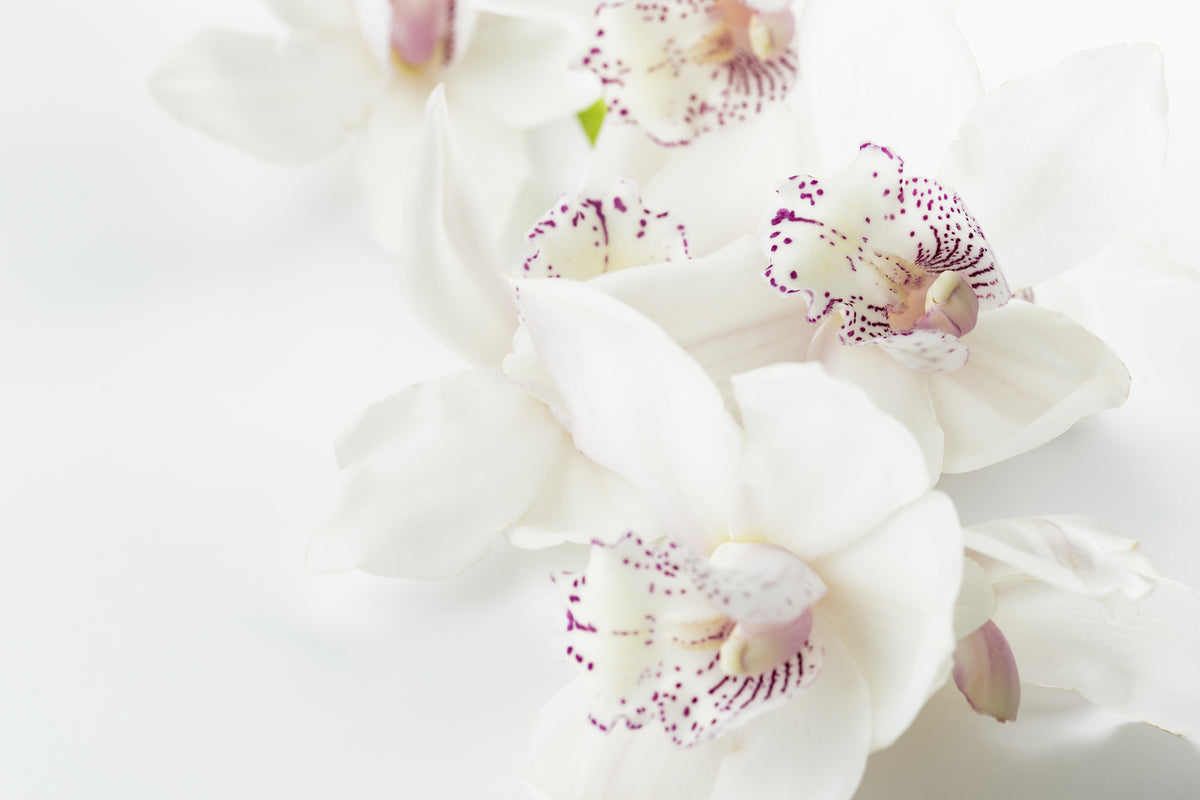 modern-3-piece-canvas-print-fantastic-orchids