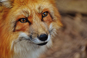 aluminium-print-the-fox