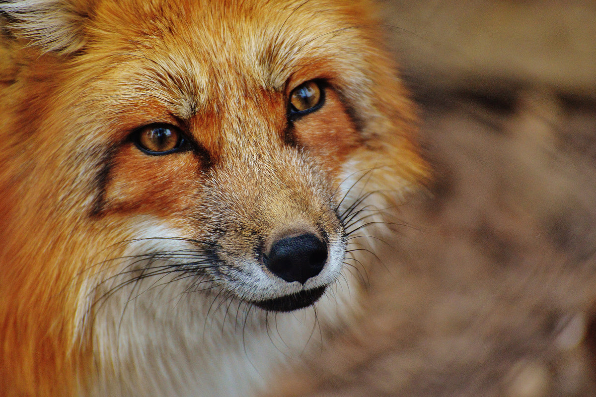 aluminium-print-the-fox