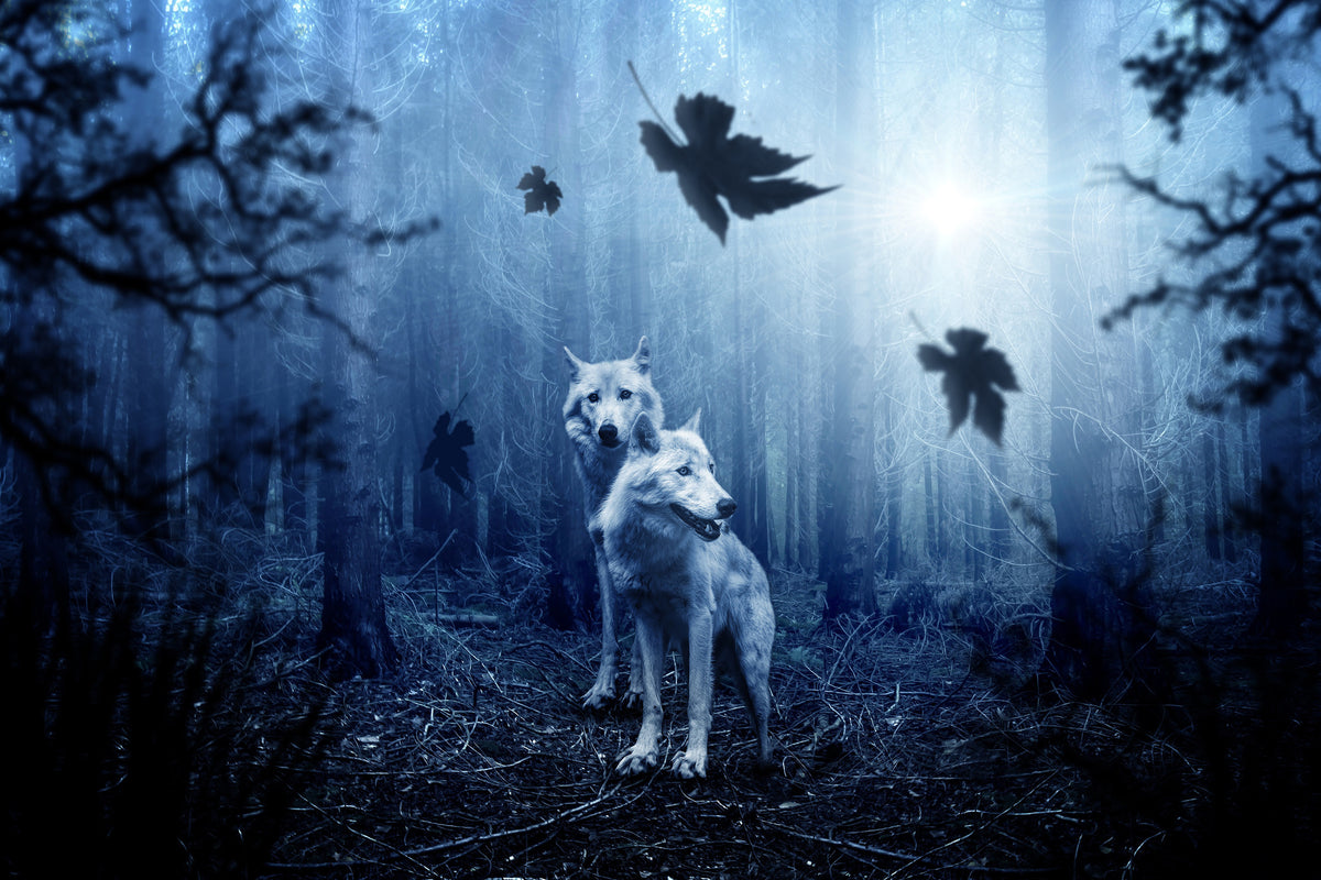 aluminium-print-wolf39s-couple