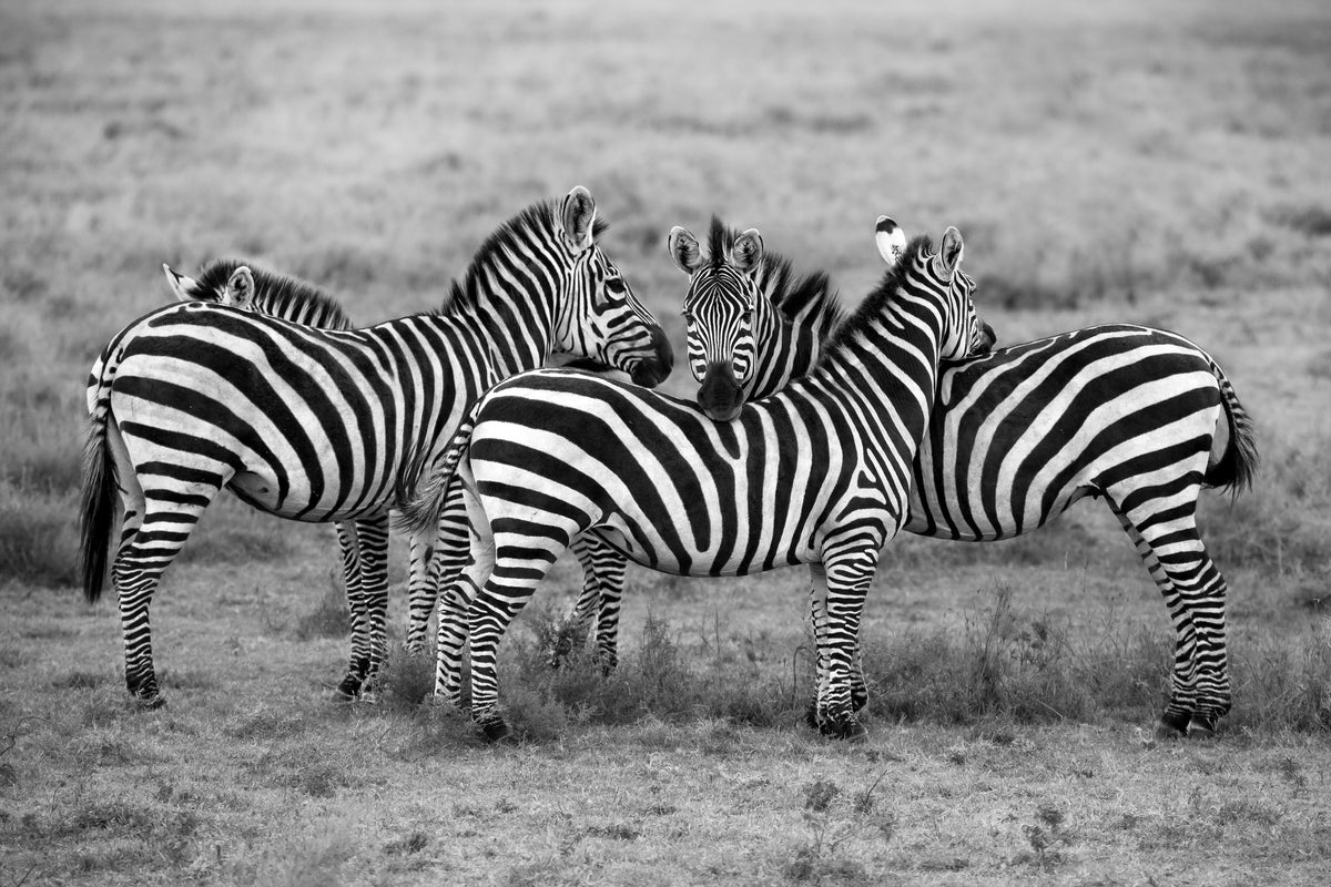 framedposter-print-stripes-xoh