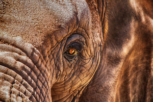 3-piece-canvas-print-the-look-of-the-elephant