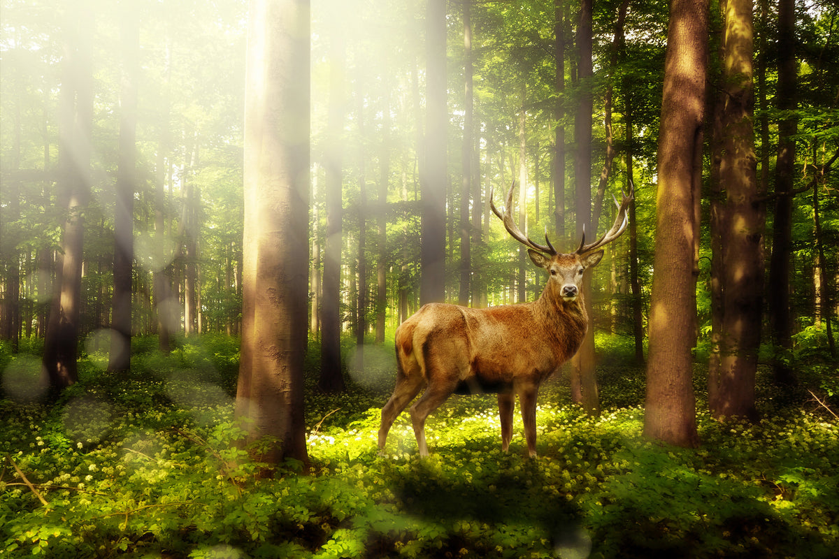 acrylic-print-attention-deer