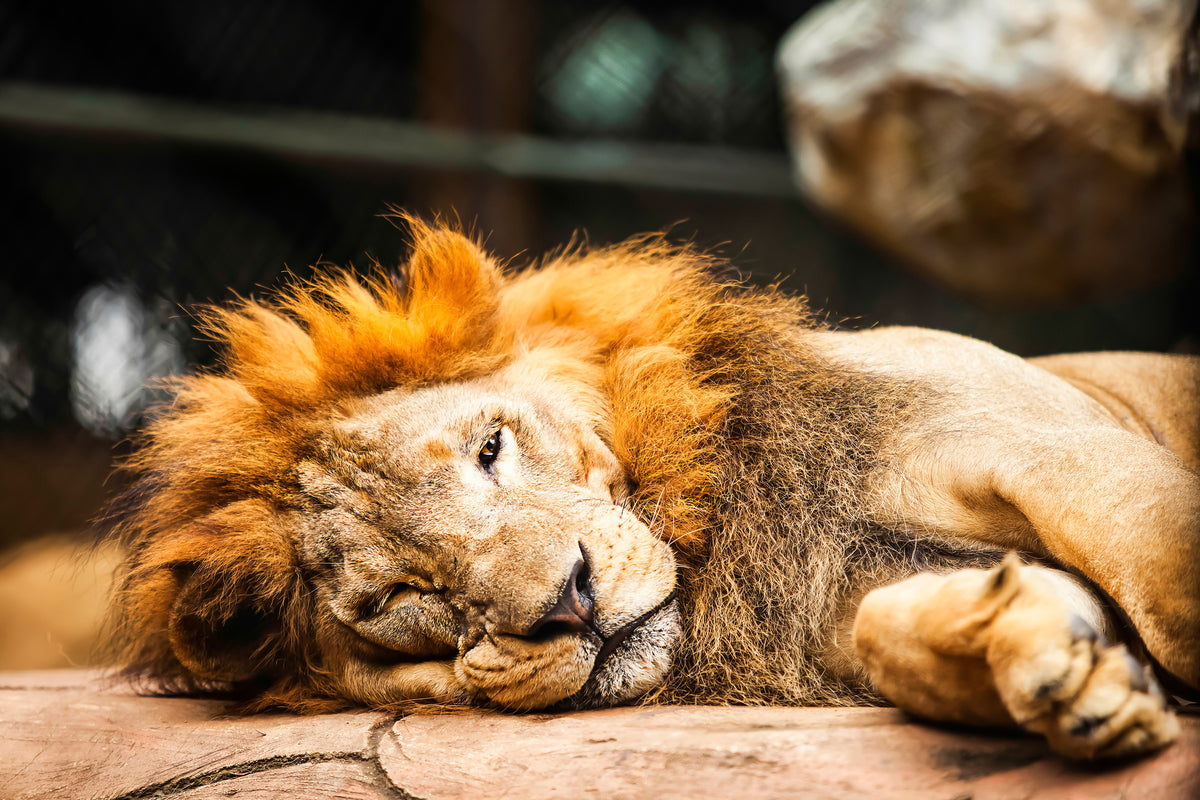 acrylic-print-relaxed-lion