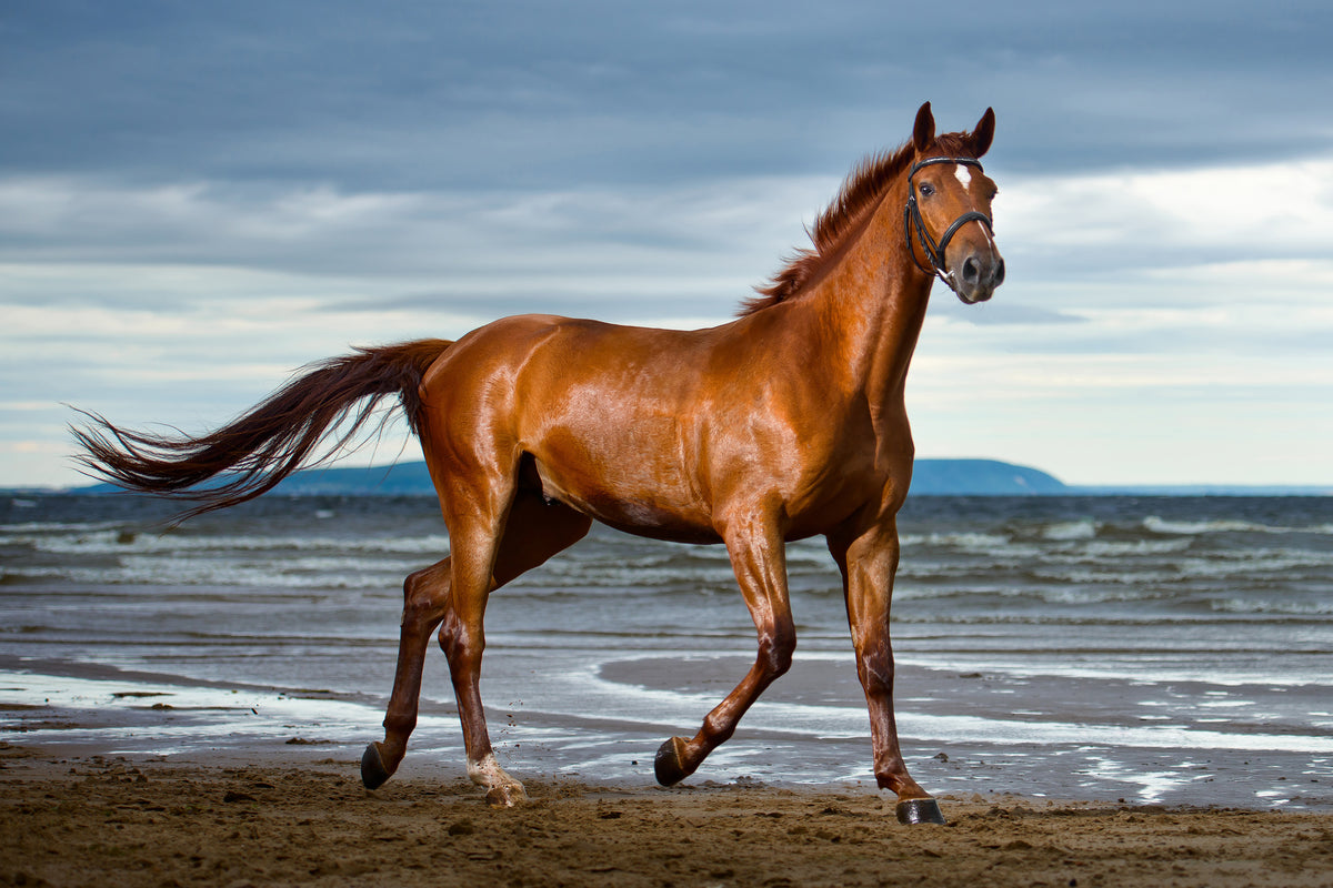 framedcanvas-print-a-thoroughbred-at-the-sea