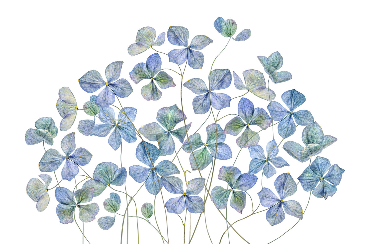 acrylic-print-hydrangea-xmy