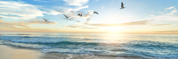 panoramic-aluminium-print-the-seagulls-and-the-sea-at-sunrise-31-panorama