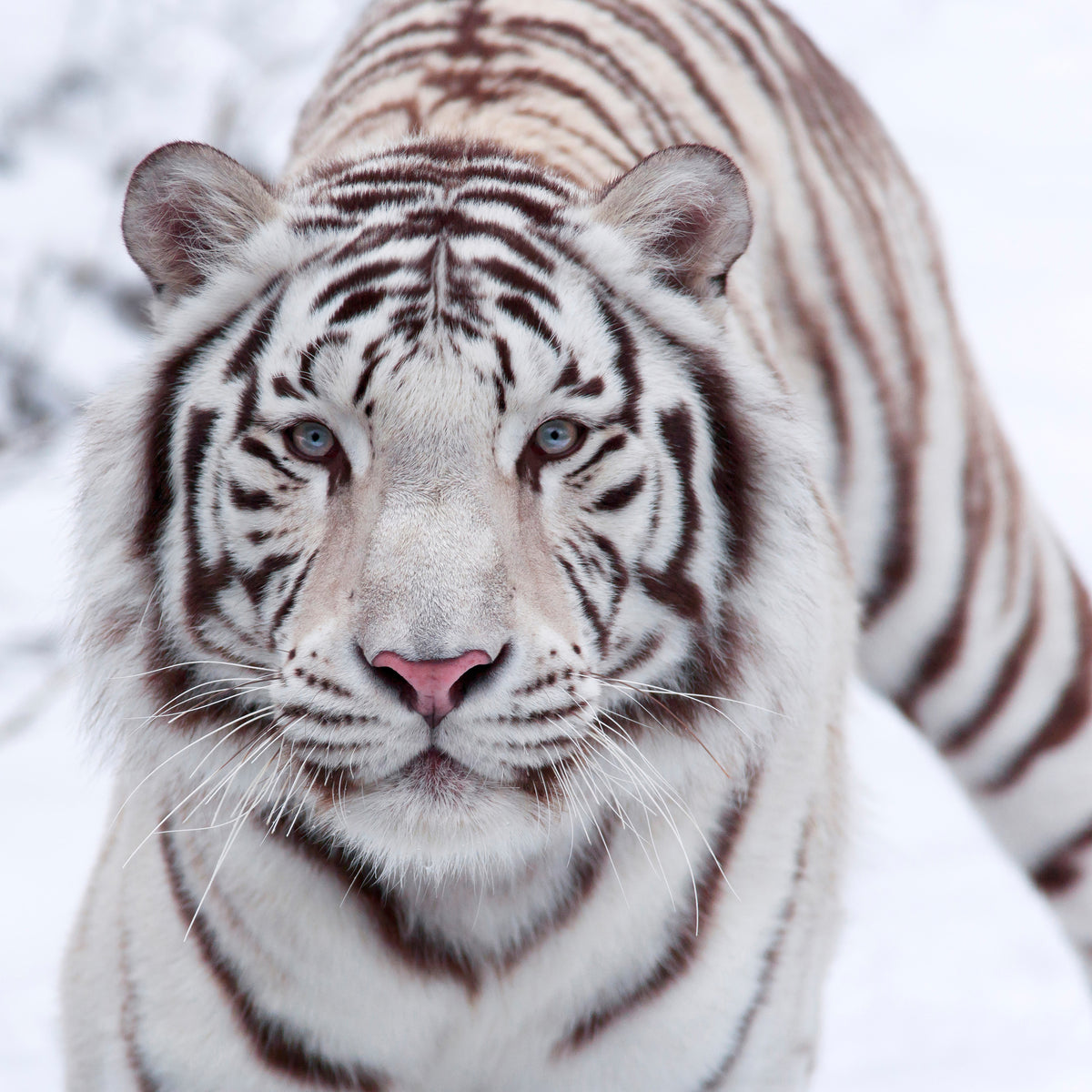 poster-print-the-king-tiger
