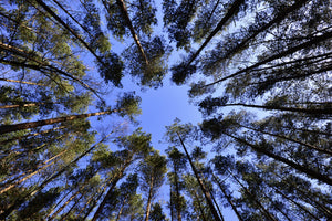 3-piece-acrylic-print-under-high-treetops