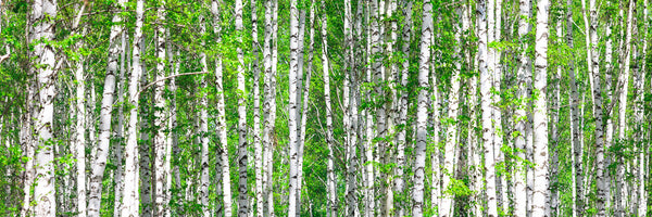 panoramic-3-piece-acrylic-print-the-birch-forest-panorama