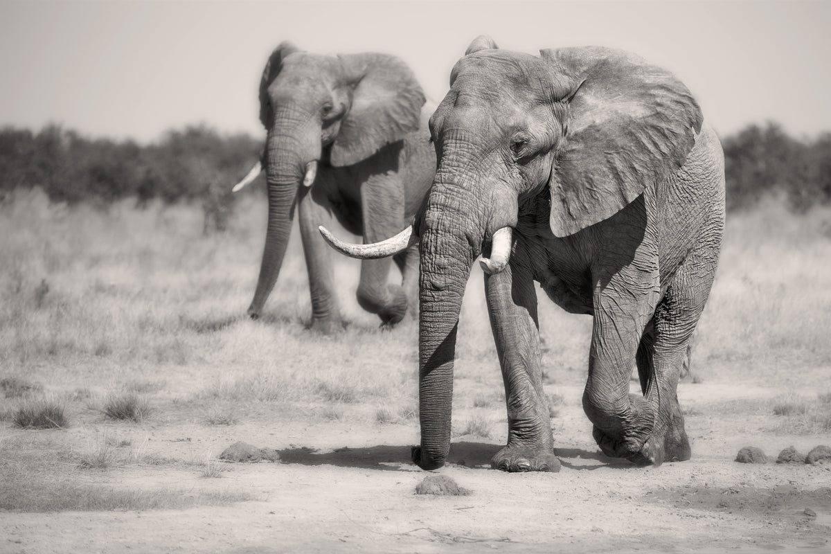 canvas-print-twin-elephants-x