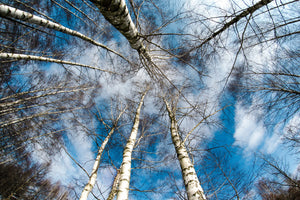 3-piece-acrylic-print-birch-crowns