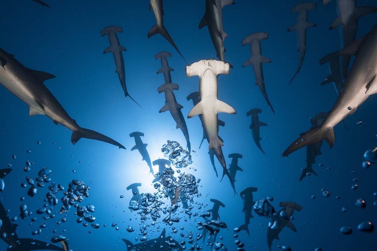 modern-3-piece-canvas-print-hammerhead-shark