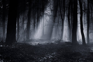 aluminium-print-capela-forest