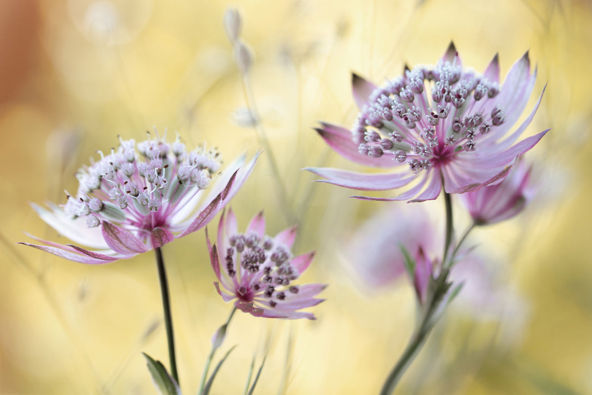 modern-3-piece-aluminium-print-astrantia-major