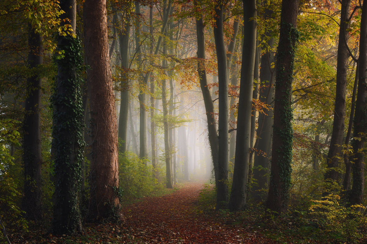 poster-print-autumn-colorful-forest-x