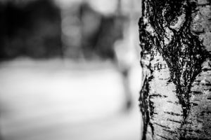 3-piece-aluminium-print-birch-trunk