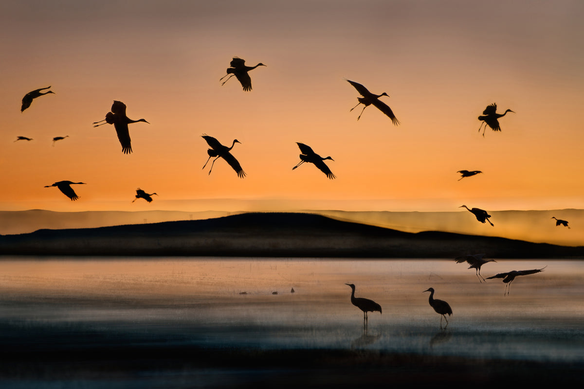 canvas-print-fly-in-at-sunset