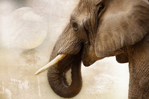 framedposter-print-portrait-of-an-elephant