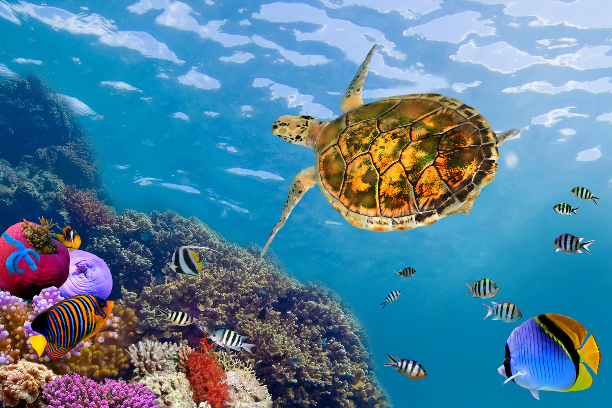 framedposter-print-the-turtle