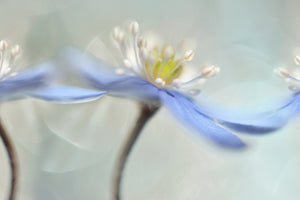 framedposter-print-dancing-anemones