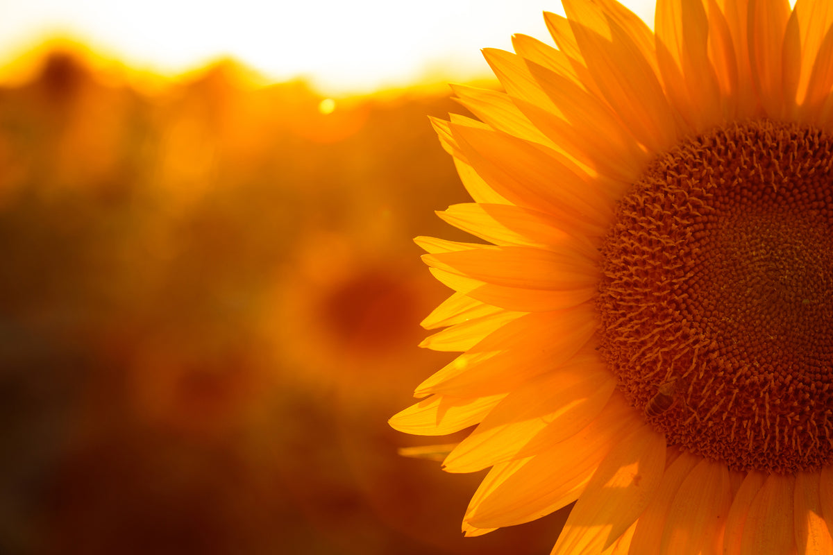 framedposter-print-macro-sunflower
