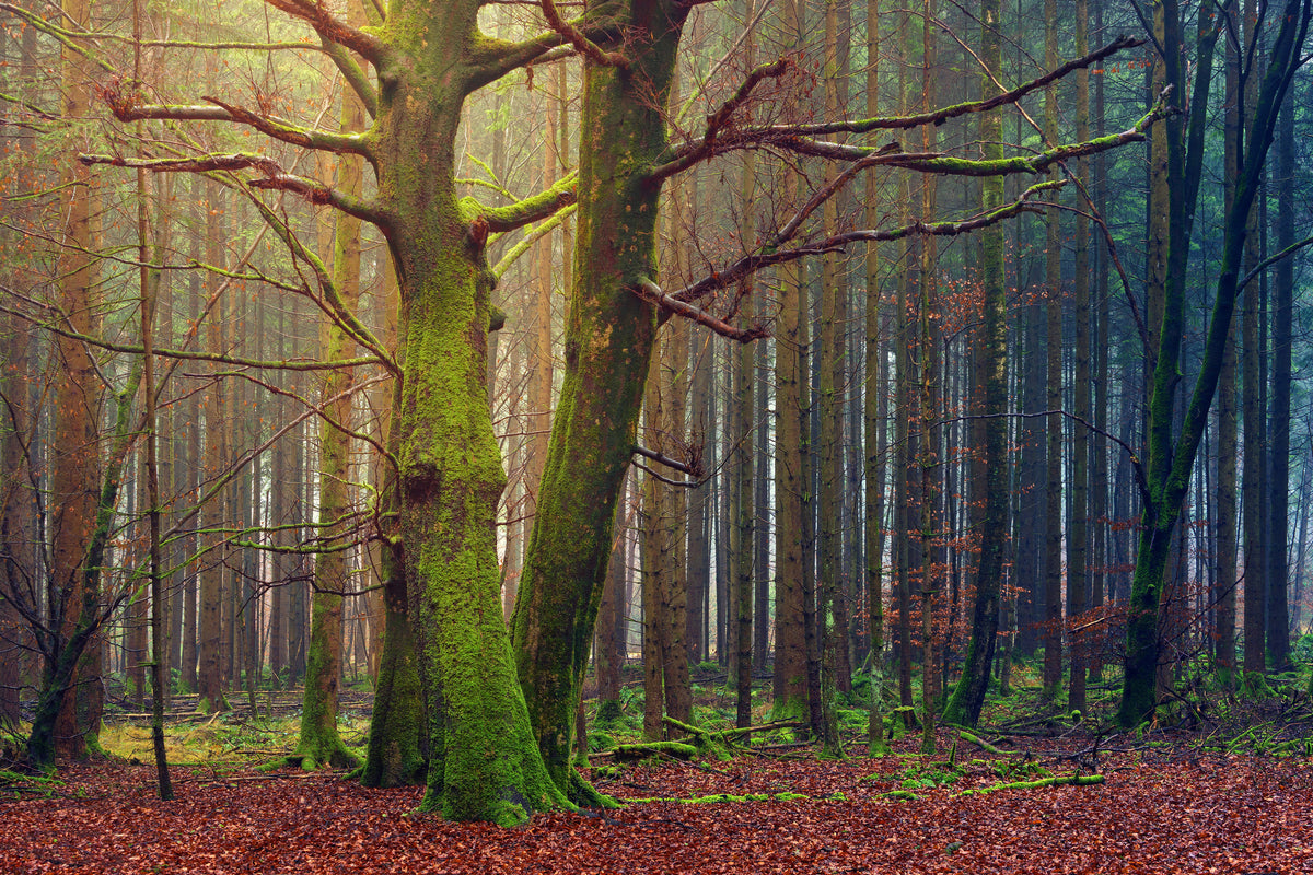 modern-3-piece-canvas-print-alone-in-the-woods
