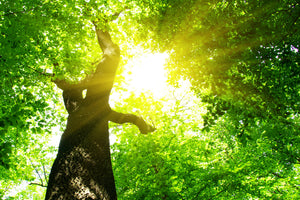 modern-3-piece-acrylic-print-tree
