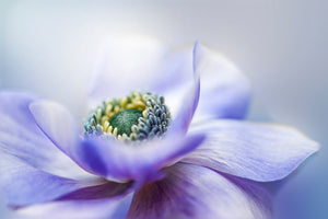 canvas-print-anemone-de-caen-x