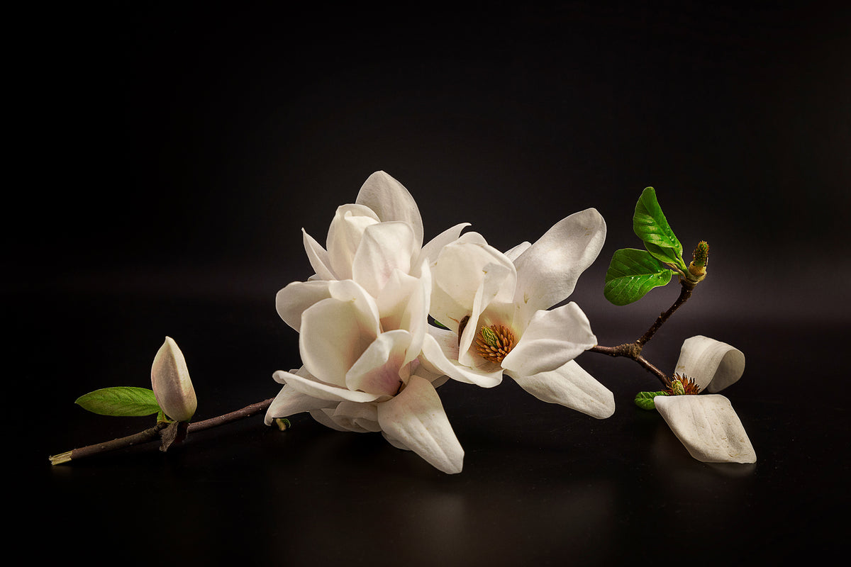 modern-3-piece-aluminium-print-magnolia