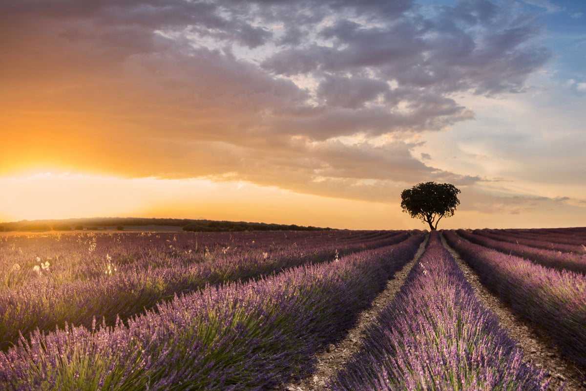 canvas-print-destination-lavender-x