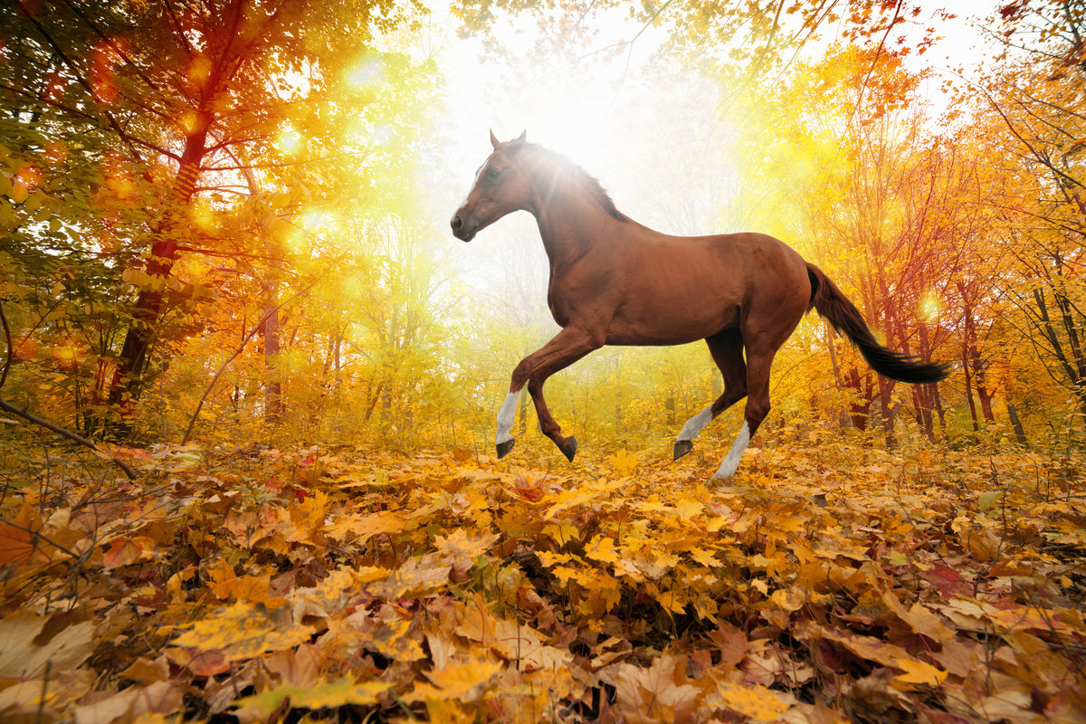 aluminium-print-whole-blood-in-autumn-forest
