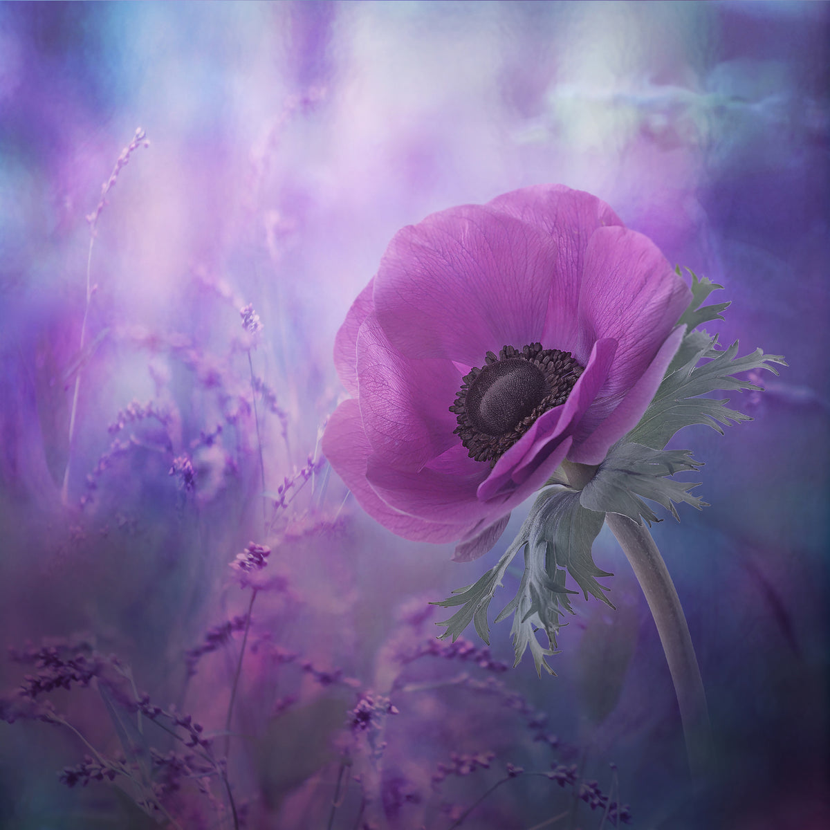 aluminium-print-ecstasy-x