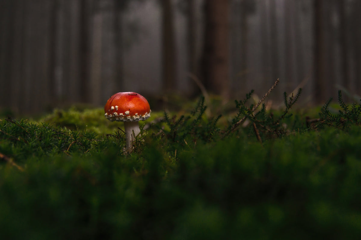 3-piece-aluminium-print-a-mushroom-in-the-forest