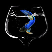 canvas-print-betta-fish-dance