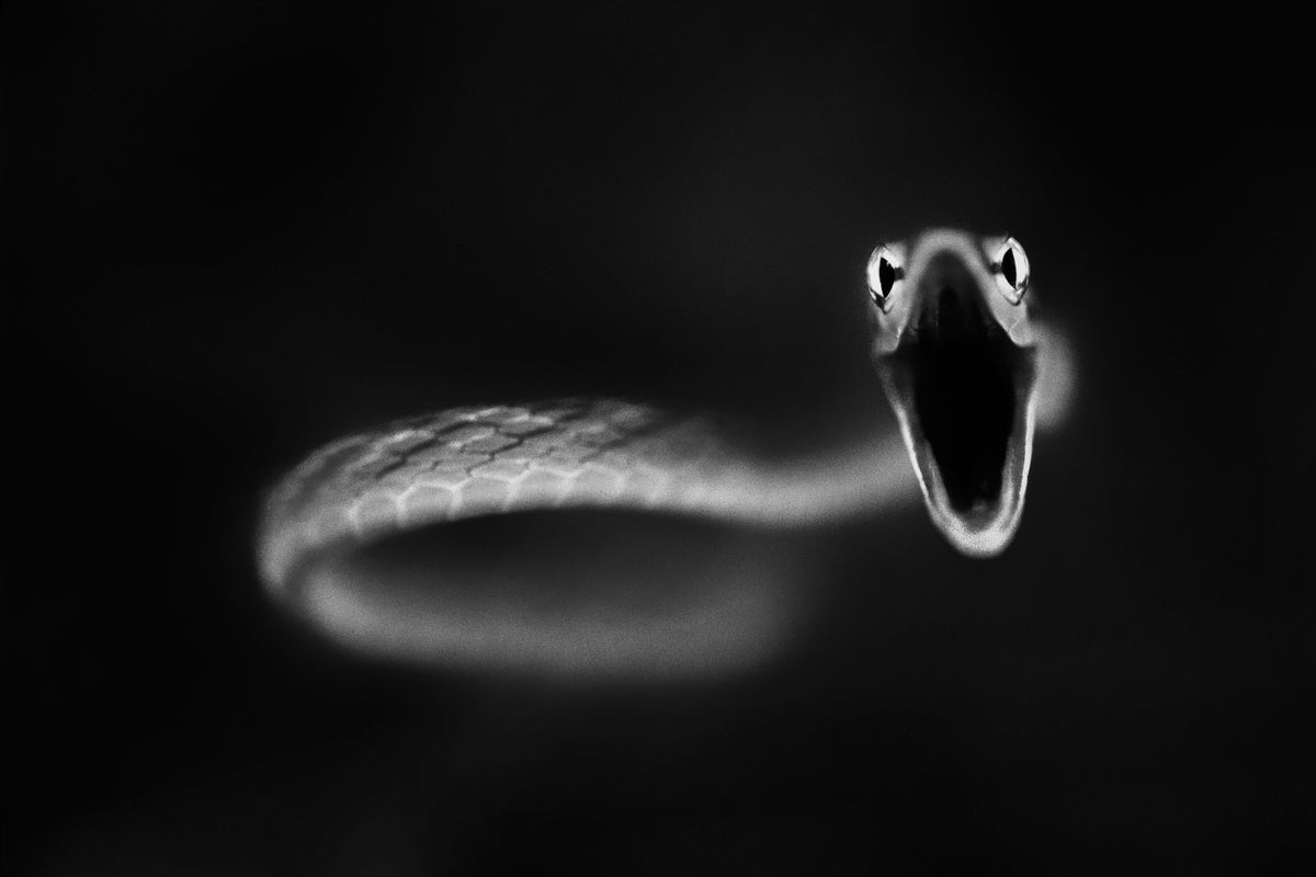 3-piece-canvas-print-vine-snake-strike